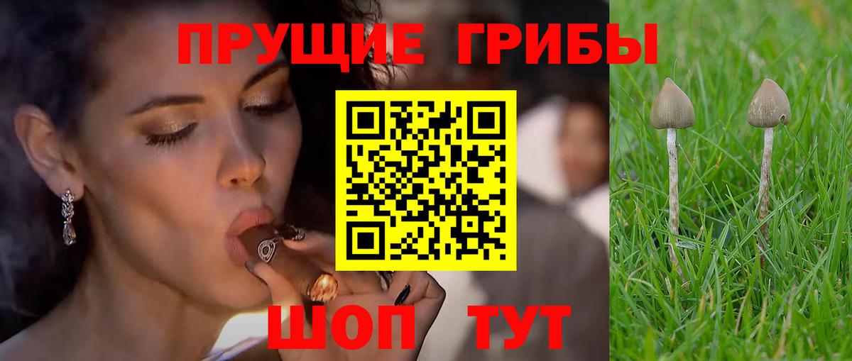 Галлюциногенные грибы прущие грибы Курчалой