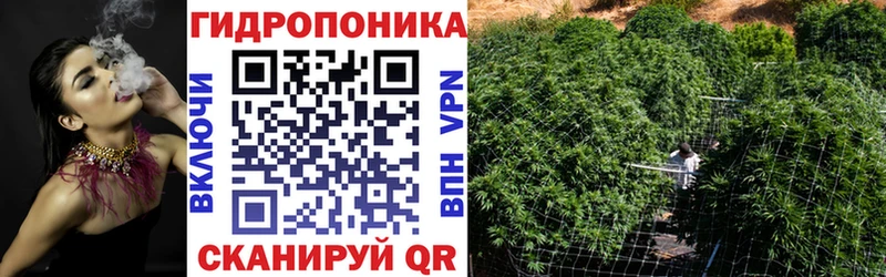 KRAKEN как войти  Курчалой  Шишки марихуана семена 